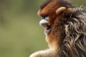 川金丝猴“光棍群”如何逆袭？老猴王被打败后会做这样一件事视频封面