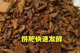 饼肥如何快速发酵？老农教你15天腐熟完成，不烧根且不臭视频封面