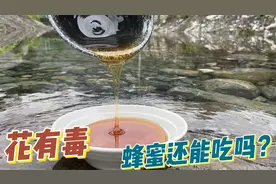 花植物有毒，那么蜜蜂采回来的蜂蜜还可以吃吗？视频封面