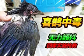 放生3天的喜鹊敲窗求救，浑身颤抖怀疑误食毒虫，回家检查抢救