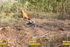 物竞天择，自然法则——蛇与它们的天敌，它们的食物，猫鼬，青蛙视频封面