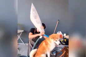 用狗毛做成衣服还挺好看的！视频封面