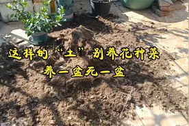 这样的“土”别养花种菜，养一盆死一盆视频封面