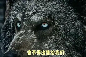 30万美元蓝湾牧羊犬不肯卖，国内土豪打脸老外犬舍视频封面