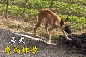 他瘦得只剩下一身的骨头，如果不是遇见小哥，已经坚持不了几天了视频封面