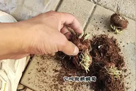 夏季开花像“猫尾”，耐热又耐寒，北方庭院首选植物