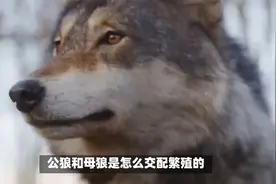 公狼和母狼是怎么求偶繁殖的？奇妙的大自然，看完你就清楚了