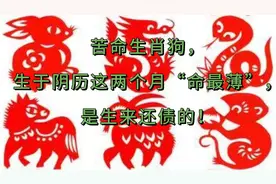 苦命生肖狗，生于阴历这两个月“命最薄”，是生来还债的！视频封面