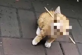 发现只受伤的小猫，它的头部被一根木棍穿过，得赶紧带回去做手术视频封面