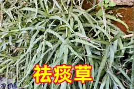 农村墙角下的井栏边草，很多人当杂草，其实价值很珍贵