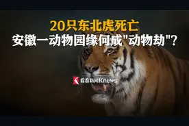 20只东北虎死亡 安徽一动物园缘何成“动物劫”？视频封面
