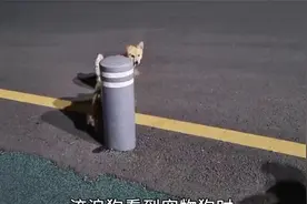 独自流浪的狗狗，看着有主人的宠物狗后，反应让人心疼视频封面