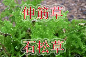 祛湿植物“垂穗石松”，农村别称“伸筋草”，土生小草珍贵难找