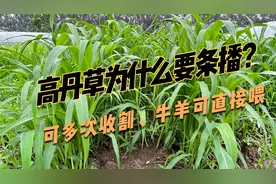 牛羊青饲高产牧草，杂交高丹草种植成本低，你知道该怎么种植？视频封面