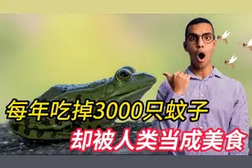 每年吃掉3000只蚊子，8年才能长大，却被人类当成美食视频封面
