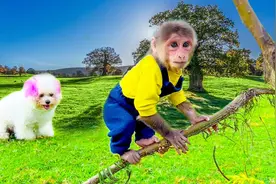 怎么办，猴宝宝做气球飞走了视频封面