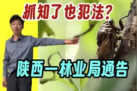 抓知了也犯法？陕西一林业局通告 知了是国家林业资源 啥情况？