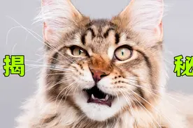 猫有两个鼻子？为啥喜欢喝马桶里的水？