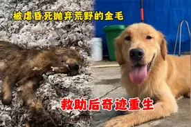 断腿金毛被虐昏死抛弃荒野，被救后生命发生奇迹，涅槃重生真感人