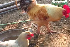 漂亮的3号大公鸡越来越靓了 站在哪里都有小母鸡追随