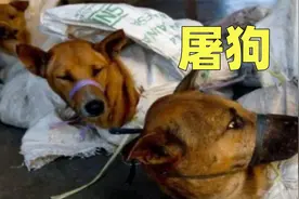 为何再凶悍的猛犬，面对屠狗贩子都会发抖，真相解密视频封面