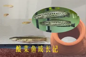 1年前买了三条小黑鱼养在鱼缸里，如今它们已经长得津津有味了