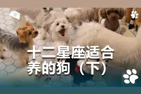 12星座适合养什么狗？赶紧来看看！视频封面