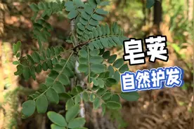 皂角树的独特药用秘密，聪明的人都用它来煮水洗头，你用过吗？视频封面