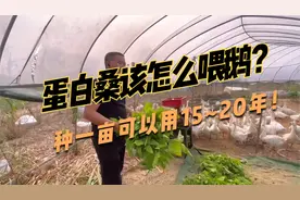 桑树也能喂鸡鸭鹅了，蛋白桑经济价值高，多年生，南北方都好种视频封面