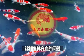 锦鲤鱼体充血的原因和对策，希望能帮助正受锦鲤充血问题困扰的你