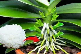 用吃剩的米饭制作有机肥，后期兰花长势非常好视频封面