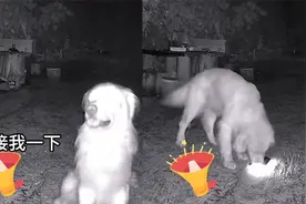 女主人晚归监控喊话狗狗接人，狗秒懂翻找手电筒，5分钟后接回视频封面