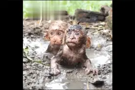 小猴子因为命运的安排，天天遇洪水，天天有猴膏药想同归于尽