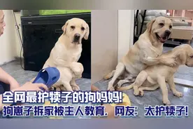 全网最护犊子的狗妈妈！狗崽子拆家被主人教育，网友：太护犊子！视频封面
