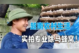 越南农村生活，邻居把马蜂窝卖出去了，专门有人来收，这真值钱？视频封面
