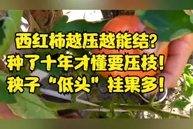 西红柿越压越能结？种了十年才懂要压枝！秧子“低头”挂果多！