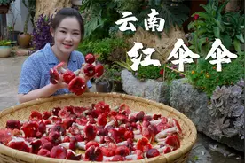 云南价值一千元一斤的大红菇，和我一起进山找菌子咯！视频封面