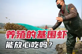 基围虾是如何养殖的？人工高密度养殖虾能放心吃吗？(上)视频封面