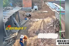 孙子被公鸡啄哭，爷爷抄起棍子将公鸡一顿胖揍视频封面