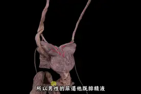 男性的泌尿和生殖系统（解剖学角度）