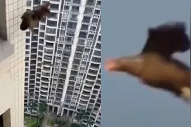出逃的鸡从30层楼一跃而下，扇动翅膀直达地面看懵网友：真飞鸡？视频封面