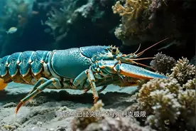 波士顿龙虾竟然可以“永生”，可以生存上千年甚至上万年？视频封面