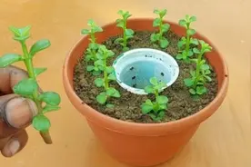 如何在家用花盆种植薄荷，新手也可以学会