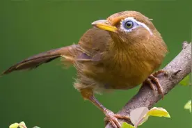 最经典母画眉鸟叫声，提性专用，每天看一遍听一次！