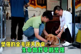 犬瘟金毛病愈后抽搐不停，带它去针灸不哭不闹极度配合，太坚强了