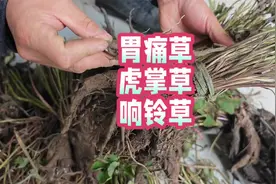 民间传统：胃痛草+虎掌草+响铃草一起煮鸡蛋作用大，你吃过吗？