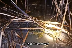 夏天来了，渔民深更半夜前往稻田只中抓田鸡。视频封面