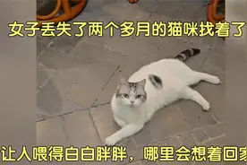 女子丢失了两个多月的猫咪找着了，让人喂的胖乎乎的😂视频封面