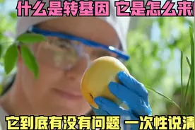 什么是转基因，它是怎么来的，它到底有没有问题，一次性说清楚视频封面