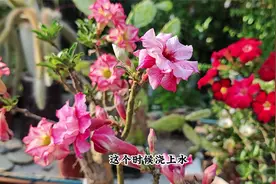 进入夏季了，沙漠玫瑰想开花，“3要素”少不了，开花大却开花多视频封面